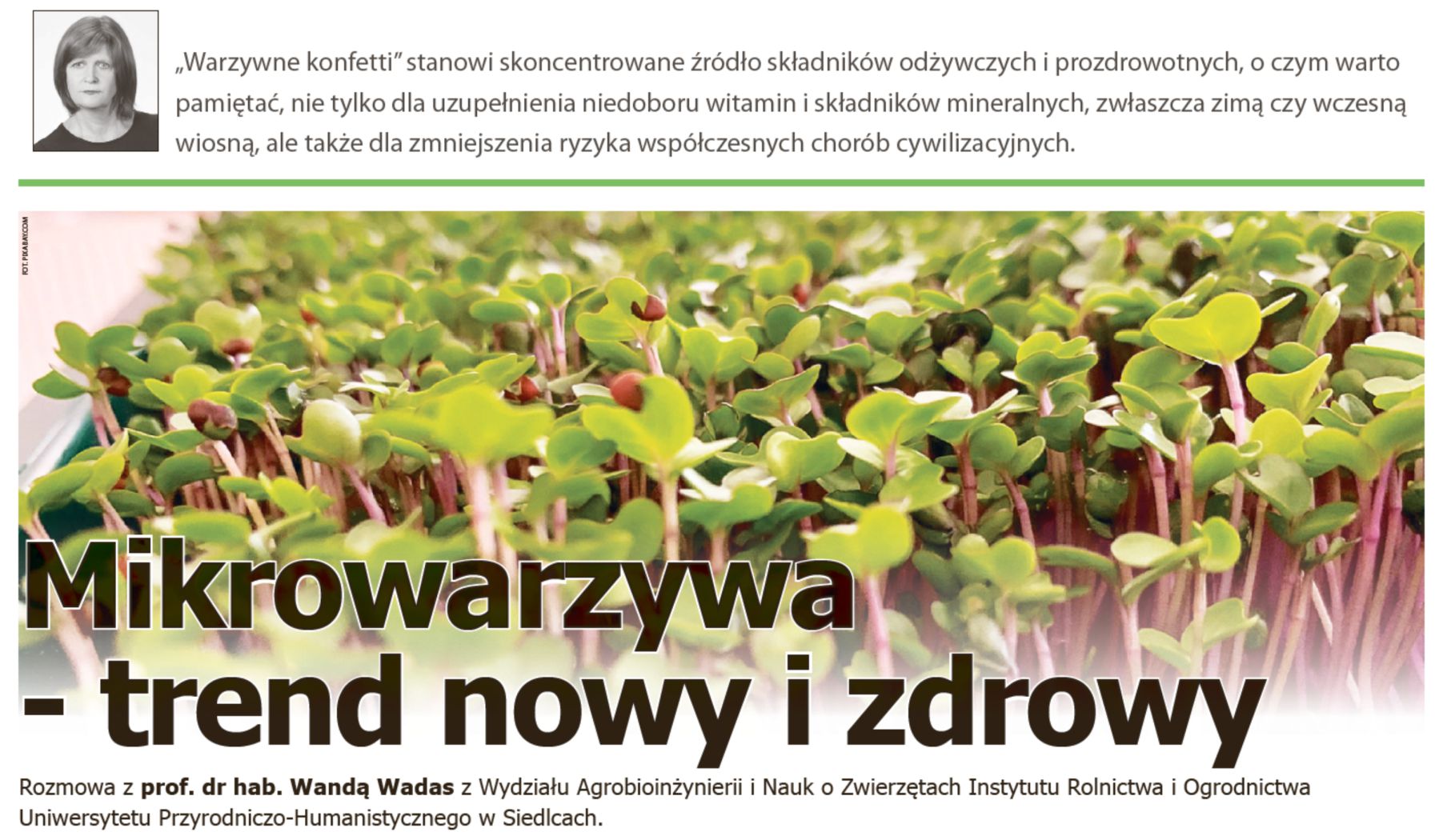 prof. dr hab. Wandą Wadas z Instytutu Rolnictwa i Ogrodnictwa. Nagłówek artykułu Mikrowarzywa